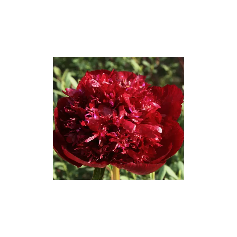 Bijūnas (hibridas) - Paeonia (Hybrids) Burst of Joy DYDIS 3-5 GR  ŠEMET