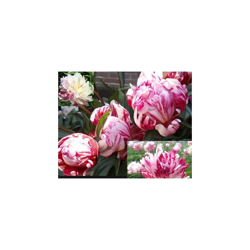 Bijūnas (hibridas) - Paeonia (Hybrids) Fireworks DYDIS 3-5 GR