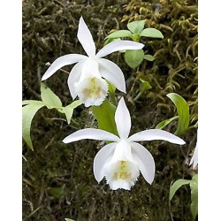 Sodo orchidėja - Pleione formosana Alba 2-4 ūgliai * žydės...