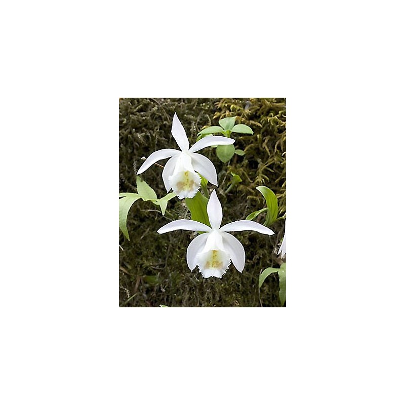 Sodo orchidėja - Pleione formosana Alba 2-4 ūgliai * žydės 2019 metų savaitę 15-22 P11 vazone