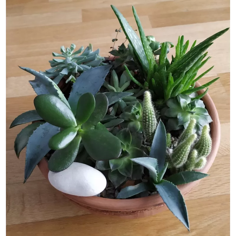 Sukulentų kompozicija keramikos vazone