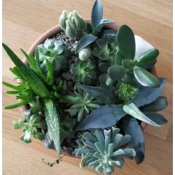 Sukulentų kompozicija keramikos vazone