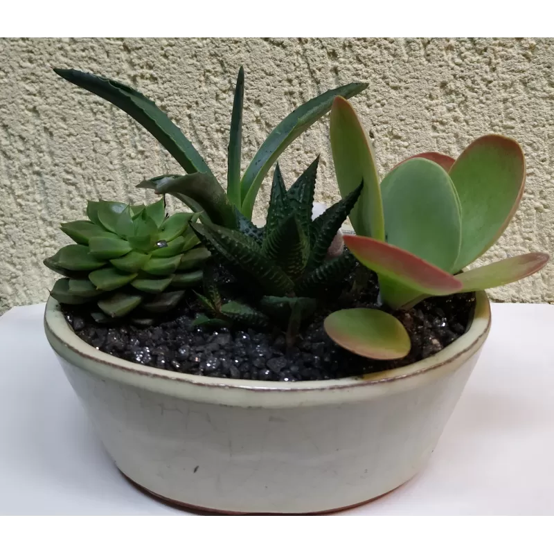 Sukulentų kompozicija keramikos inde