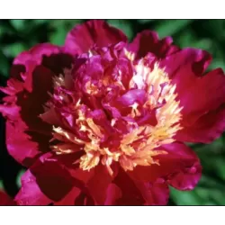 Bijūnas (žolinis) - Paeonia (Lactiflora) Tom Cat DYDIS 3-5 GR  ŠEMET