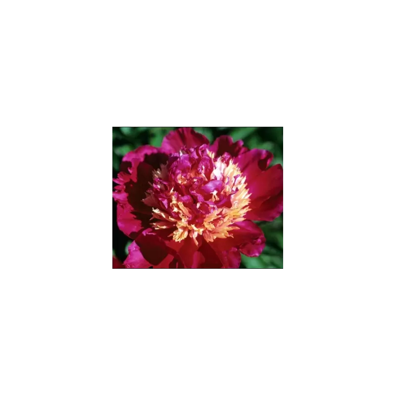 Bijūnas (žolinis) - Paeonia (Lactiflora) Tom Cat DYDIS 3-5 GR  ŠEMET