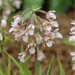 Sodo orchidėja (pelkinis skiautalūpis) - Epipactis palustris...