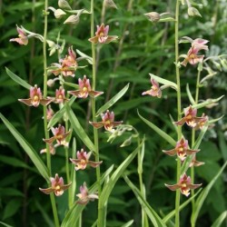 Sodo orchidėja (skiautalūpis) - Epipactis Sabine 2-3 ūgliai *...