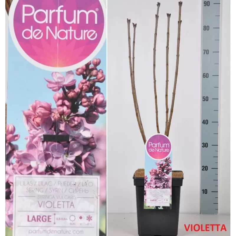 Paprastoji alyva  - Syringa vulgaris Violetta C5 60-90CM (gyva foto)