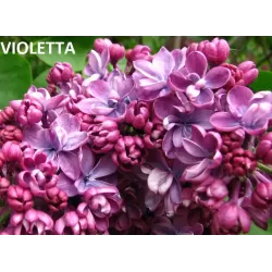 Paprastoji alyva  - Syringa vulgaris Violetta C5 60-90CM (gyva foto)