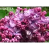 Paprastoji alyva  - Syringa vulgaris Violetta C5 60-90CM (gyva foto)