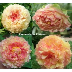 Krūminis (medėjantis) bijūnas (Japonija) - Paeonia lutea (lemoinei) Kinkaku (Souvenir de Maxime Cornu) GR 2-3st