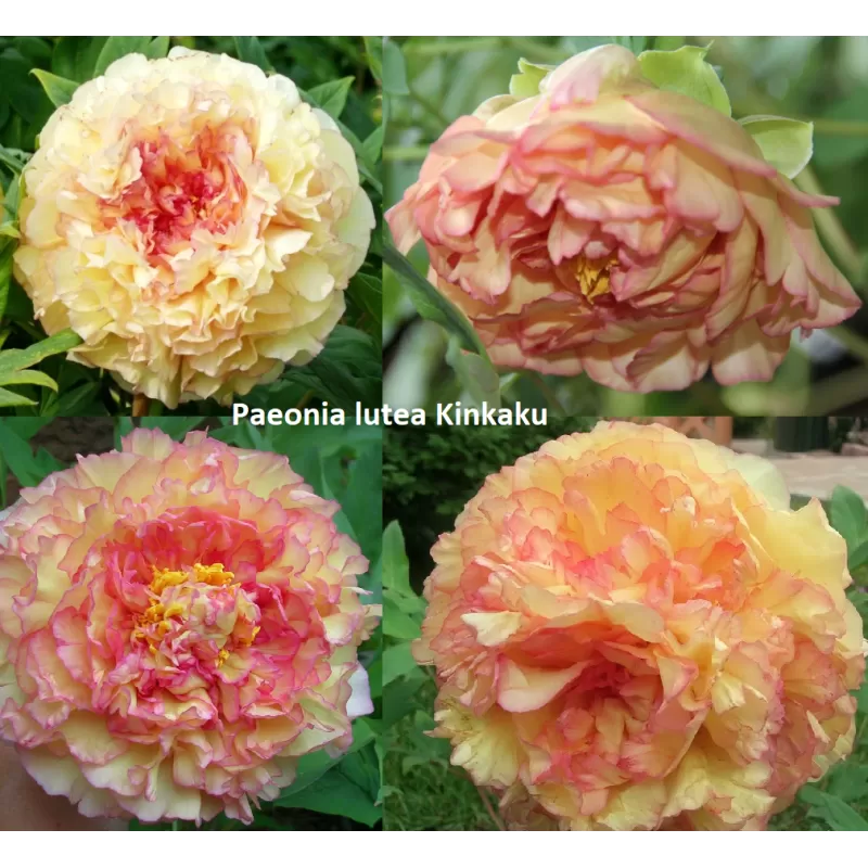 Krūminis (medėjantis) bijūnas (Japonija) - Paeonia lutea (lemoinei) Kinkaku (Souvenir de Maxime Cornu) GR 2-3st