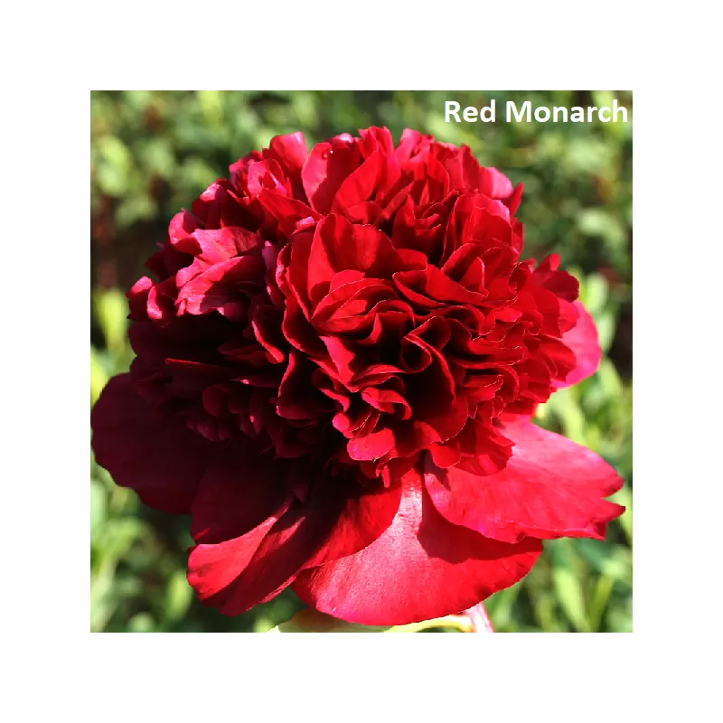 Bijūnų sodinukai internetu su pristatymu į namus