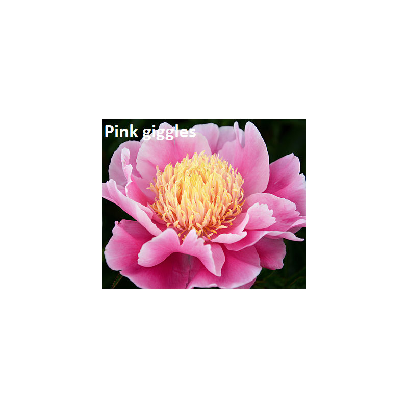 Bijūnų sodinukai internetu su pristatymu į namus