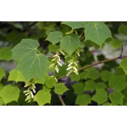 Žaliažievis klevas - Acer tegmentosum