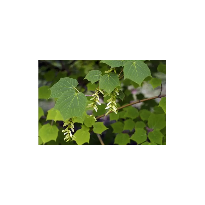 Žaliažievis klevas - Acer tegmentosum