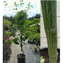 Žaliažievis klevas - Acer tegmentosum