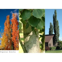 Populus tremula Erecta