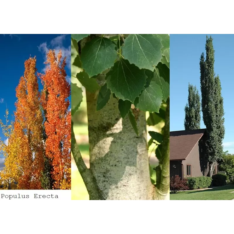 Užsisakyk augalus pavasariui jau dabar