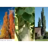 Populus tremula Erecta