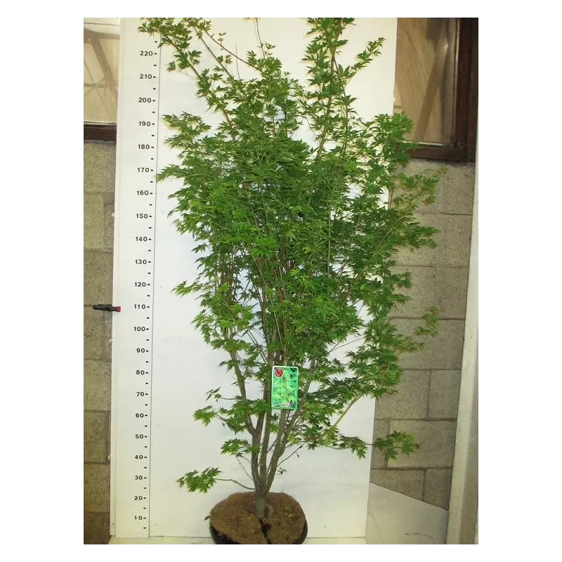 Medžiai ir krūmai internetu su pristatymu į namus visoje Lietuvoje