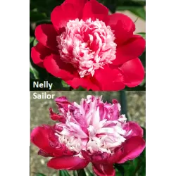 Bijūnų sodinukai internetu su pristatymu į namus