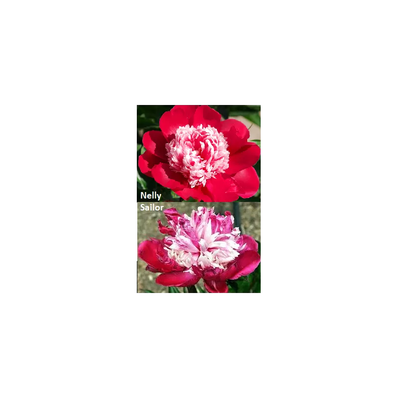 Bijūnų sodinukai internetu su pristatymu į namus