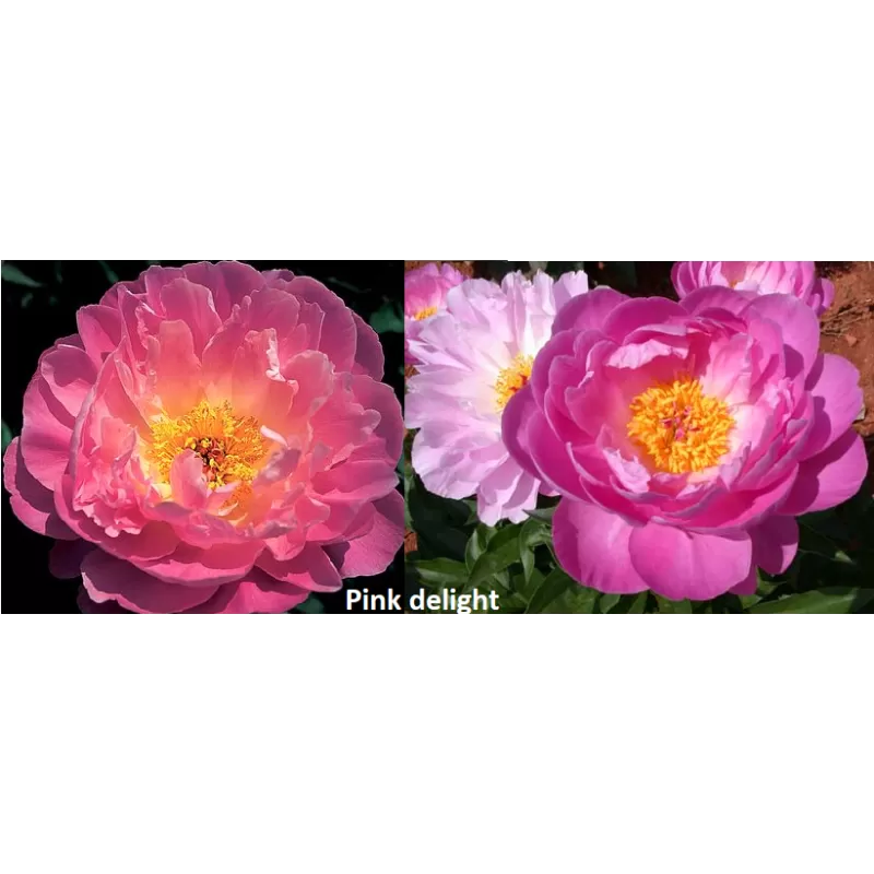 Bijūnų sodinukai internetu su pristatymu į namus