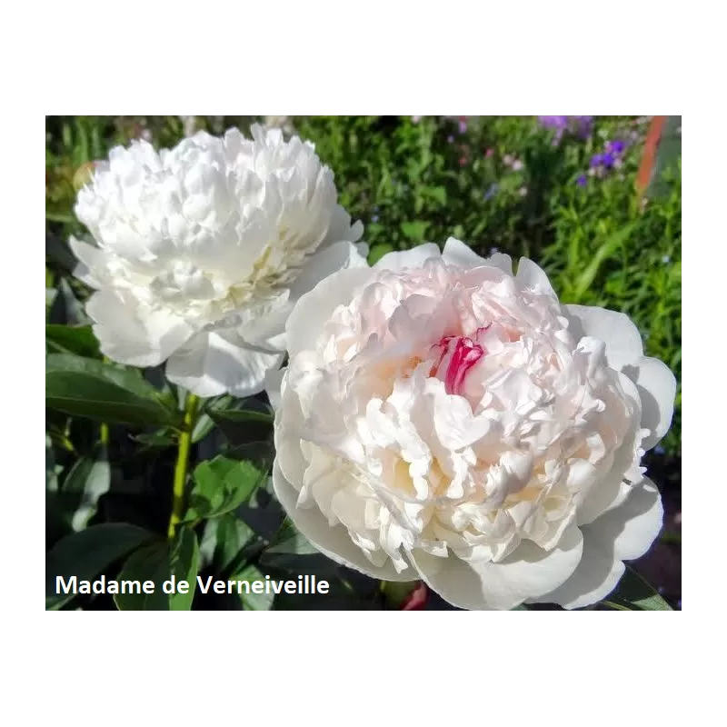 Bijūnų sodinukai internetu su pristatymu į namus