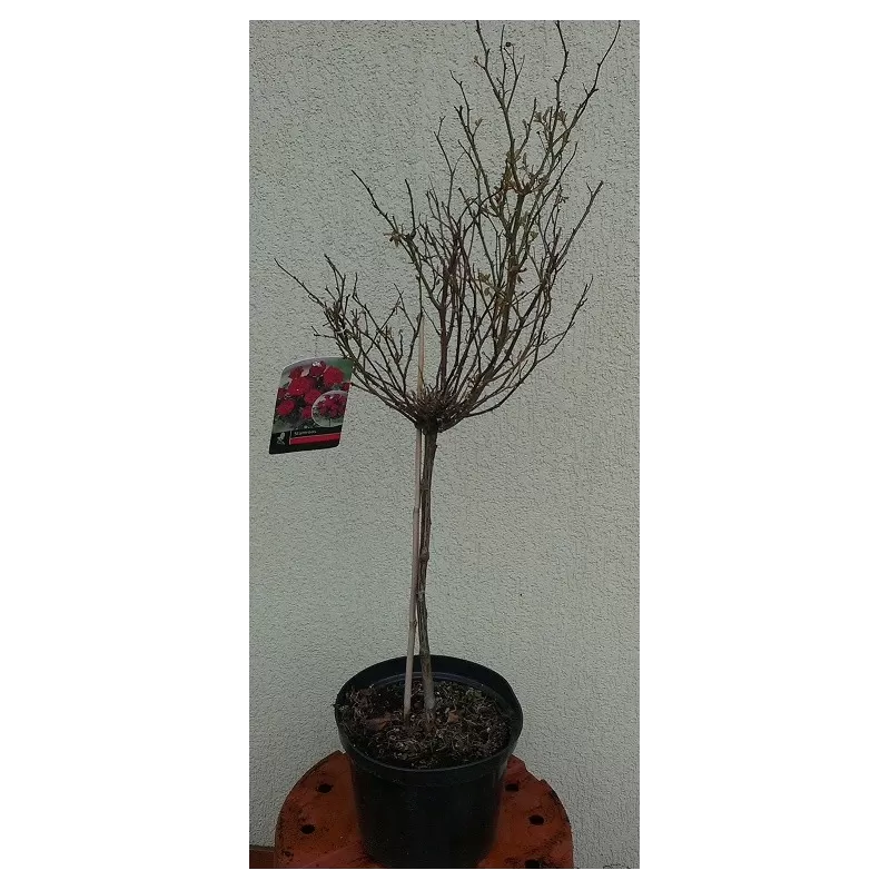 Rožė ant koto, violetinė, smulkiažiedė, dydis XL, 70cm