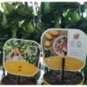Citrinmedis (laimo ir Marumi kinkano hibridas, BE VAISIŲ) - Citrus Floridana Limonella LARA (meyer lemon) on rack P12 35cm