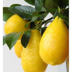Citrinmedis (laimo ir Marumi kinkano hibridas, BE VAISIŲ) - Citrus Floridana Limonella LARA (meyer lemon) on rack P12 35cm