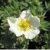 Krūminė sidabražolė (sidabrakrūmis) Elfenbein - Potentilla fruticosa 'Elfenbein'