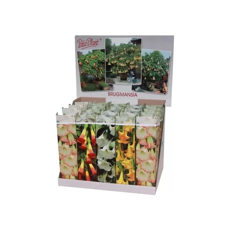 Brugmansijų rinkinys, 4 skirtingos - Brugmansia mix P14C2
