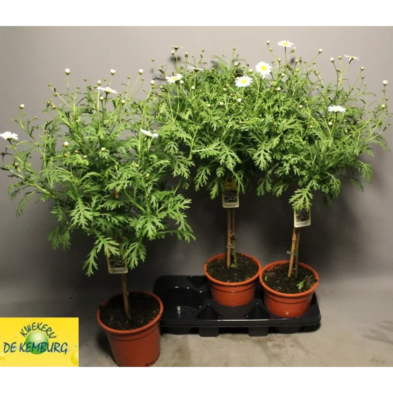 Krūminis sidabrūnis (formuotas medelis ant kotelio) - Argyranthemum frutescens Argyranthemum frutescens 19Ø 85cm gyva foto 2021-06-03