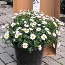 Krūminis sidabrūnis (formuotas medelis ant kotelio) - Argyranthemum frutescens Argyranthemum frutescens 19Ø 85cm gyva foto 2021-06-03