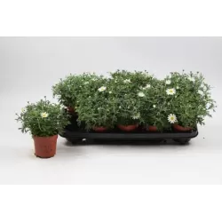 Krūminis sidabrūnis (formuotas medelis ant kotelio) - Argyranthemum frutescens Argyranthemum frutescens 19Ø 85cm gyva foto 2021-06-03