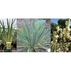 Pluoštinė juka - Yucca filamentosa Color Guard