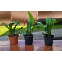 Egzotiniai augalai internetu