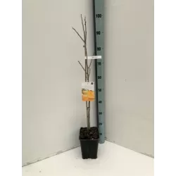 Rytinis (japoninis) juodmedis (persimonas) - Diospyros kaki SHARON