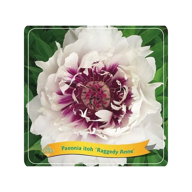 Bijūnas (ITOH) - Paeonia itoh Raggedy Ann P21 C5 pristatymas 2023 m. pavasarį