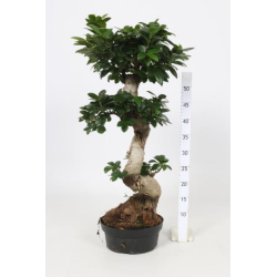 Smulkiauogis fikusas GINSENG (bonsas) - Ficus microcarpa...
