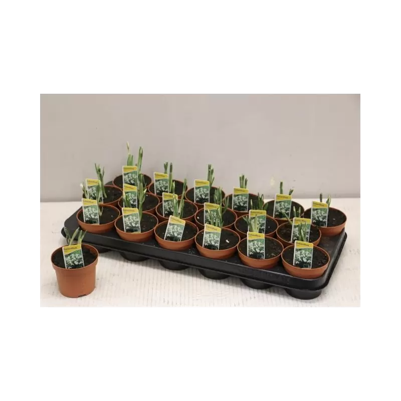 Snieguolė - Galanthus 9Ø