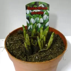 Snieguolė - Galanthus 9Ø