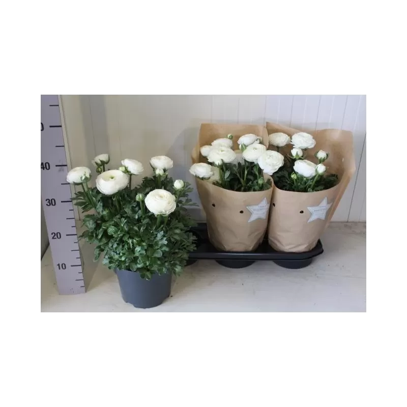 Azijinis vėdrynas - Ranunculus 19Ø x3 XXL 3 ltr vazonuose