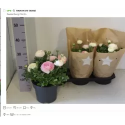 Azijinis vėdrynas - Ranunculus 19Ø x3 XXL 3 ltr vazonuose