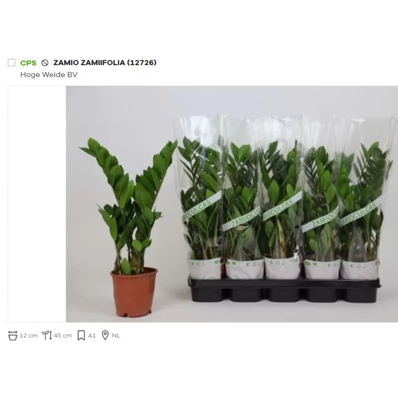 Zamiokulkas, pinigų medis - Zamioculcas zamiifolia 12Ø 45cm x10