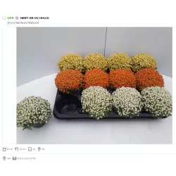 Granadinė nertera - Nertera granadensis mix 9Ø