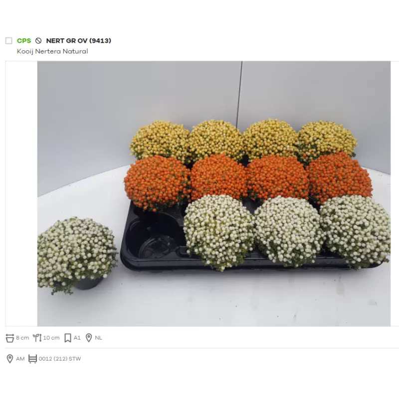 Granadinė nertera - Nertera granadensis mix 9Ø