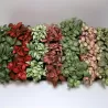 Fitonijų asorti - Fittonia mix 8,5Ø 10cm